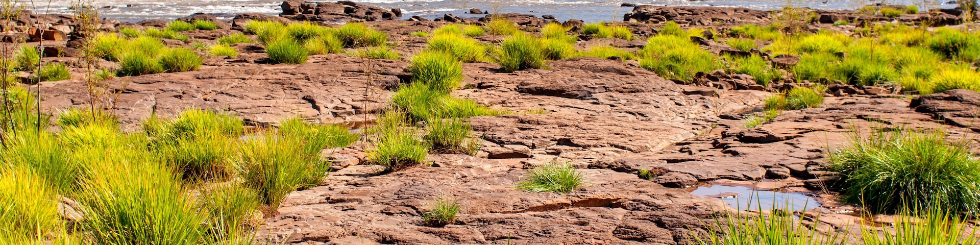 Native vegetation of southern Brazil in Salto do Yucuma