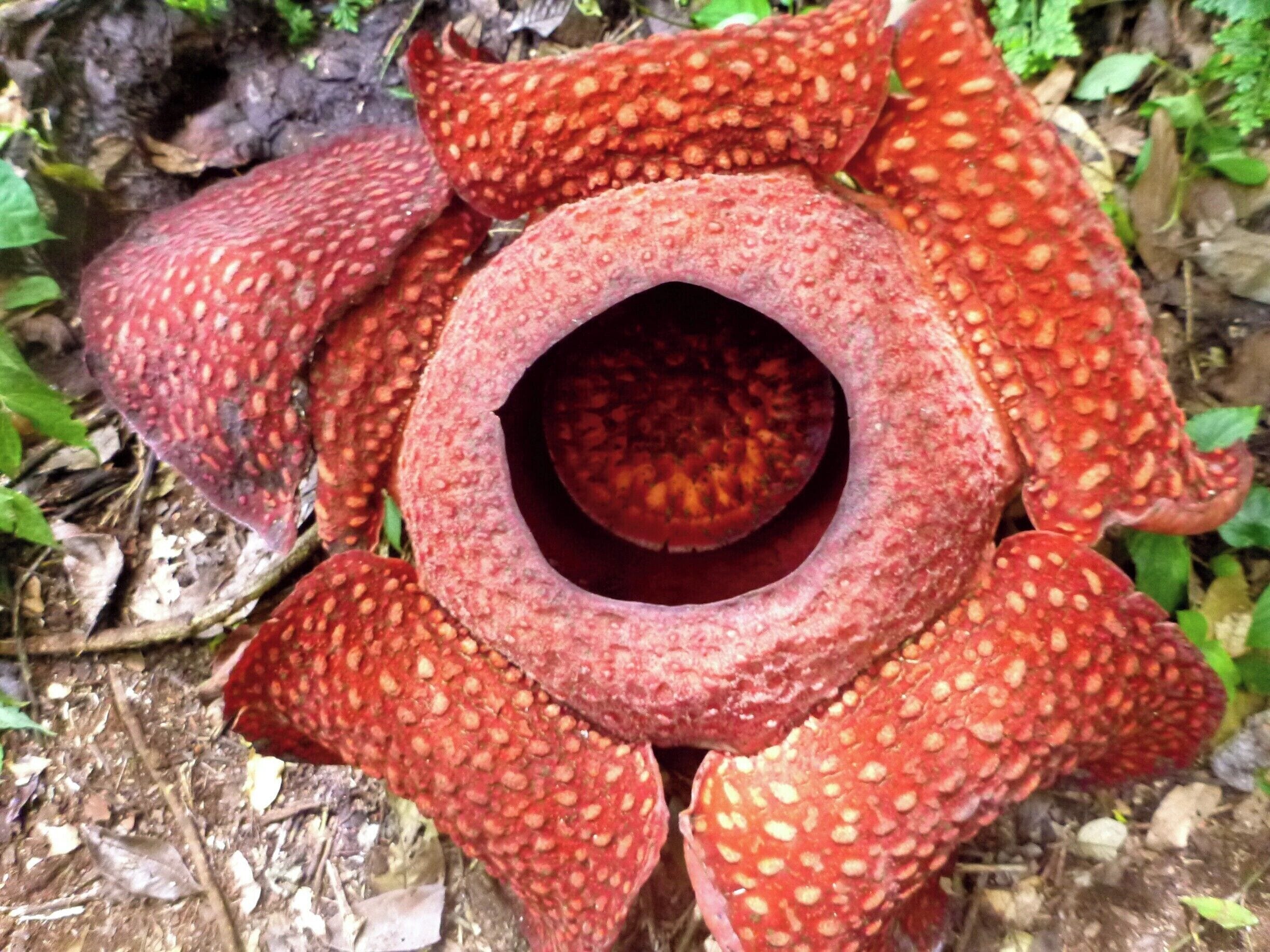 While at Danau Maninjau, we took a little tour with our guesthouse owner.

We drank coffee luwak (civet cat poop coffee - yuuup), drove up some ridiculous hills in a tiny scooter and hiked in the jungle to find these freaks of nature!

The rafflesia flower is the largest individual flower on earth. It is known as the "corpse flower" because apparently it's really stinky but I didn't think so. Probably because I was a stinky backpacker... oops.

#indonesia #sumatra #flowers