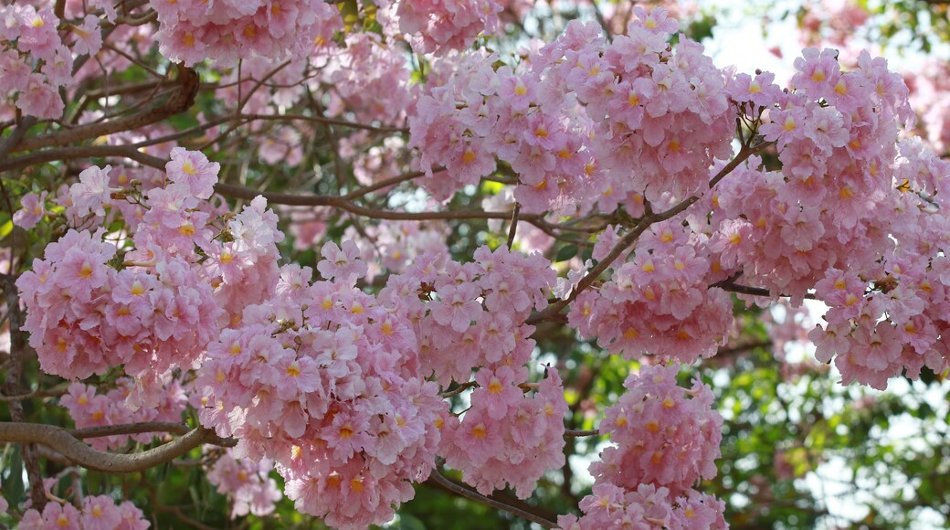 beautiful pink flower tree, beautiful Pink trumpet tree at kasetsart university kamphaeng saen campus , Nakhonpathom Province , Thailand