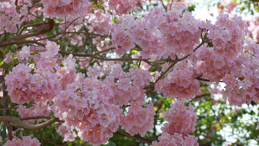 beautiful pink flower tree, beautiful Pink trumpet tree at kasetsart university kamphaeng saen campus , Nakhonpathom Province , Thailand