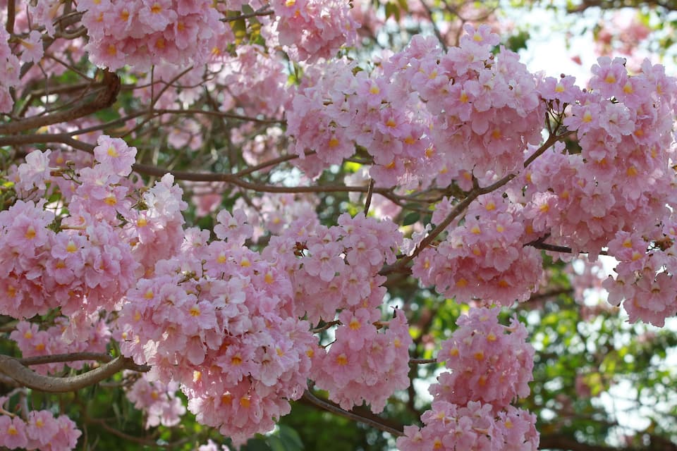 Clusters of pink flowers on a tree.