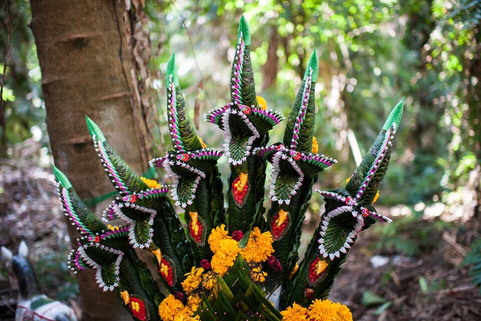 A plant with green leaves and yellow flowers in a forest.
