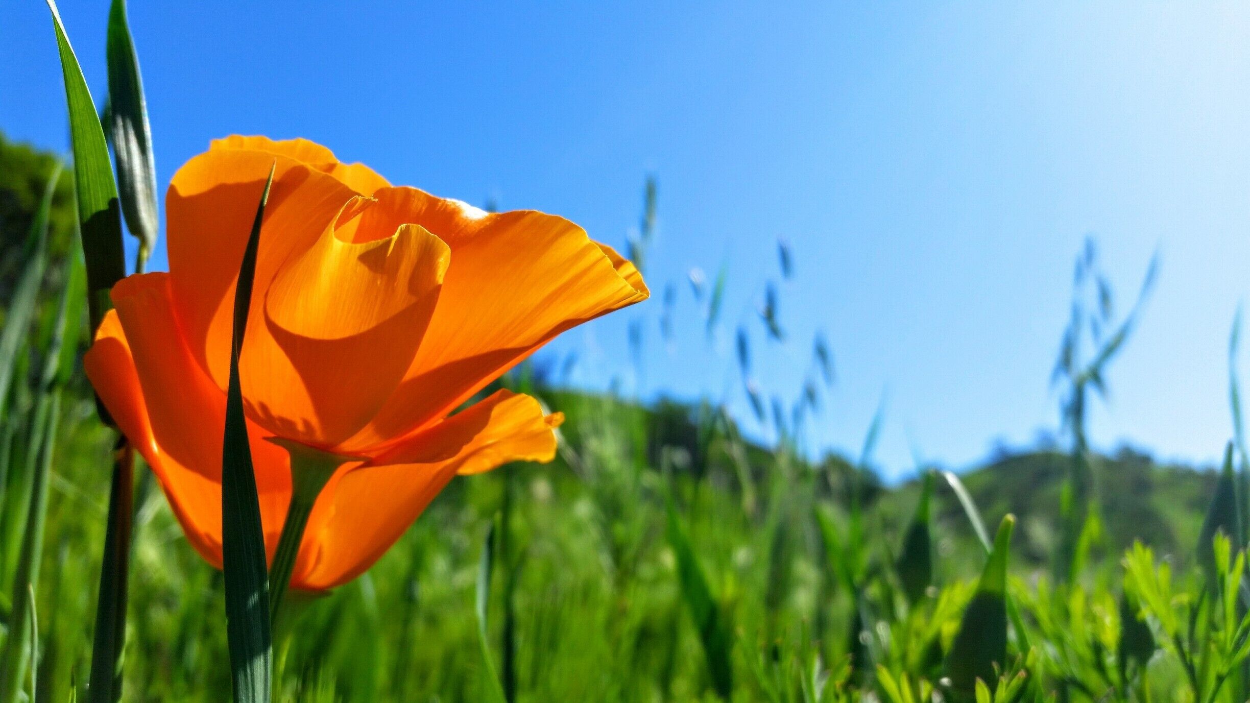 A single orange poppy flower in a field of green grass under a clear blue sky.