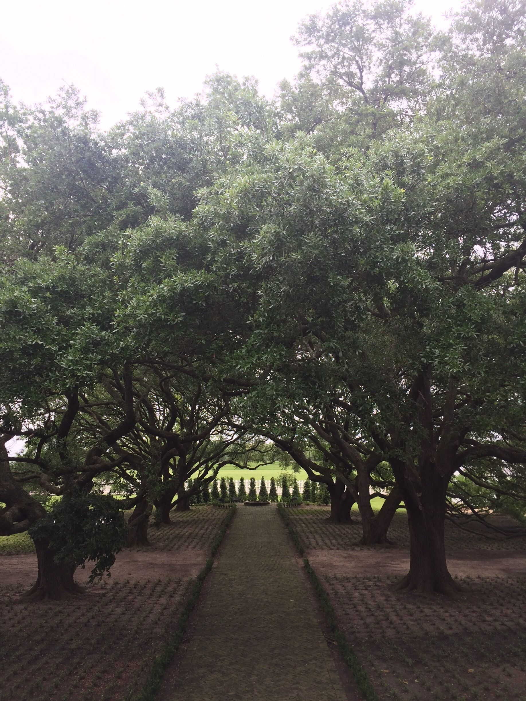 What an amazing adventure! They talked about the history of slavery, especially in Louisiana, and the grounds of the plantation were beautiful.  