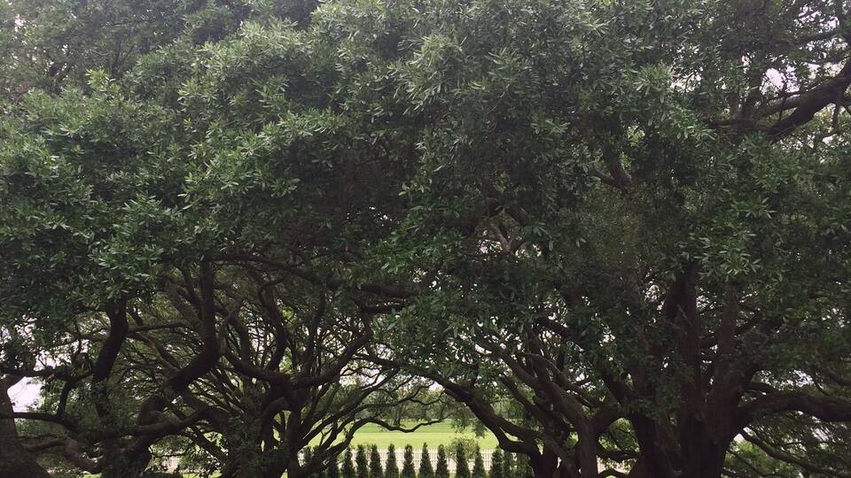 A pathway lined with large trees in a park.