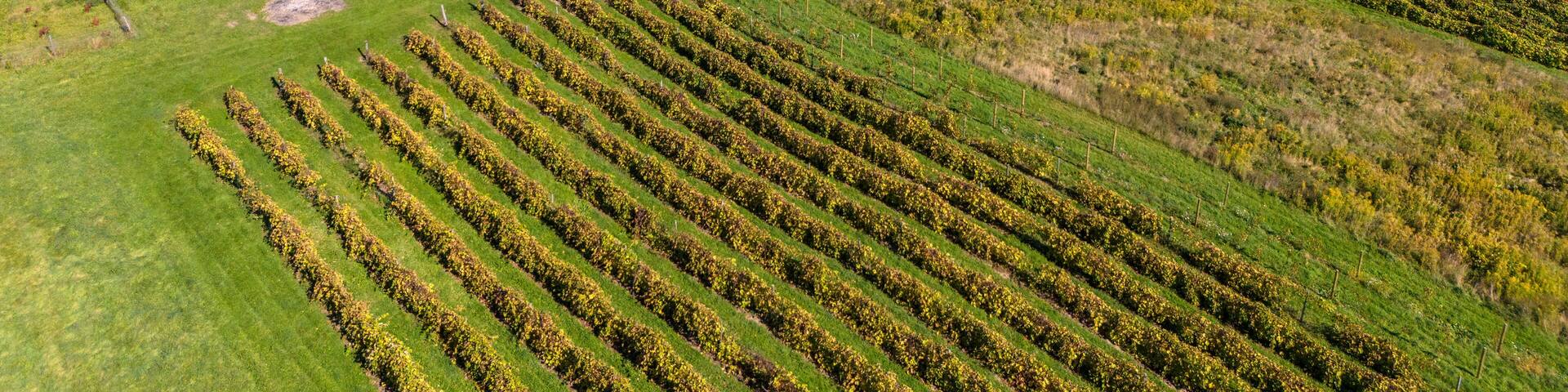 A vineyard with rows of grapevines, a lake, and autumn-colored trees in the background.