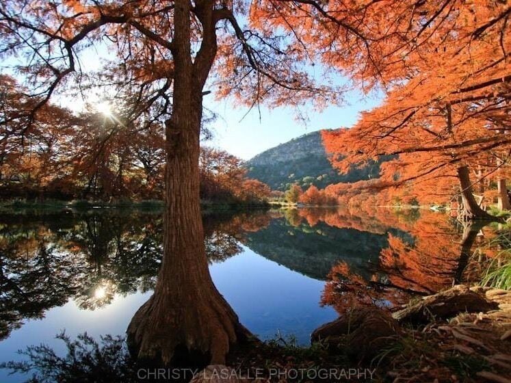 A tree by a calm lake with autumn foliage.