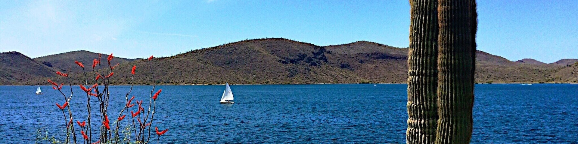 Um cacto à beira de um lago, com um veleiro e colinas ao fundo.