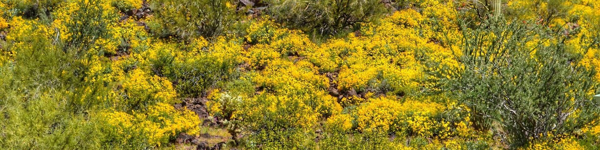 Abundance of spring rain had flowers blooming everywhere in the desert.