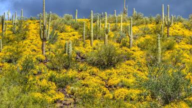 Abundance of spring rain had flowers blooming everywhere in the desert.
