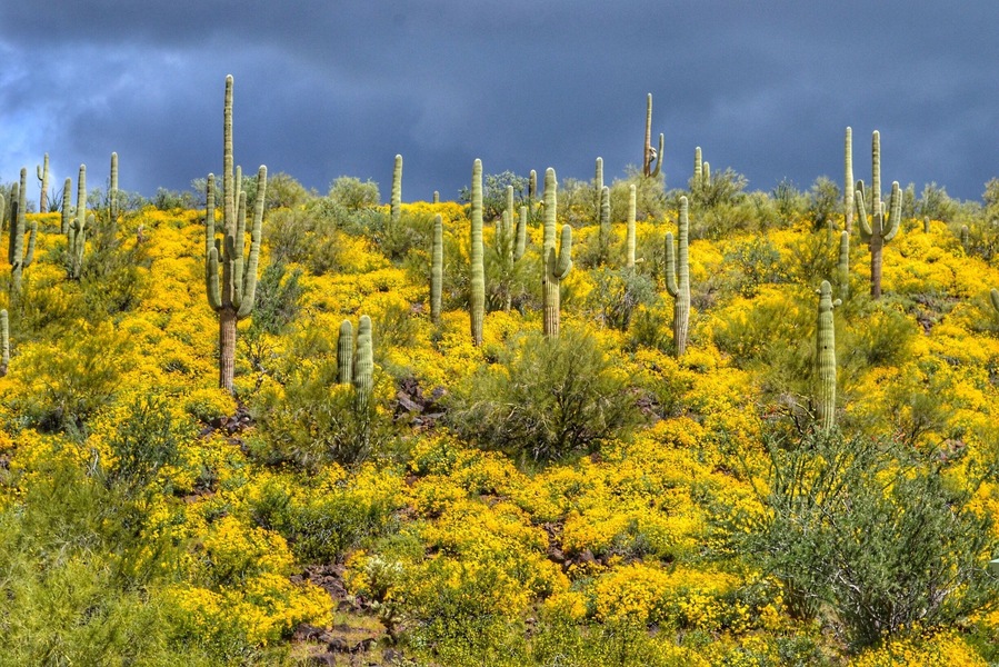 Abundance of spring rain had flowers blooming everywhere in the desert.