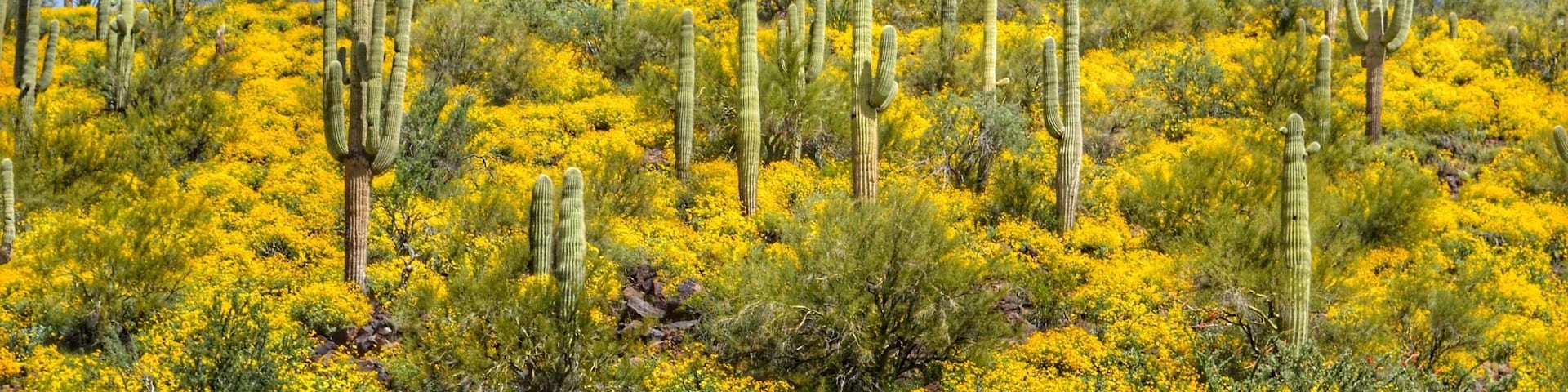Abundance of spring rain had flowers blooming everywhere in the desert.