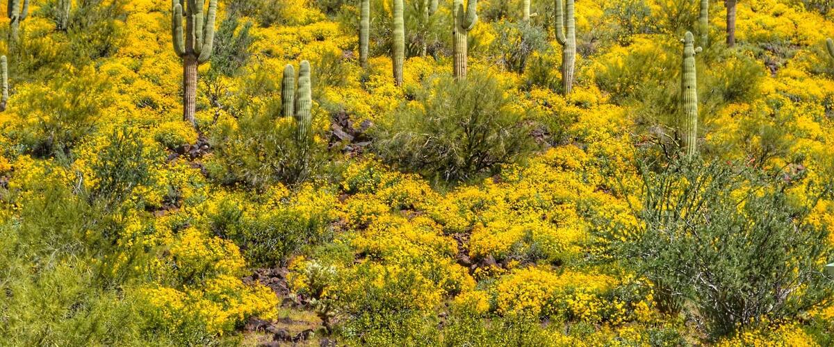 A desert landscape with tall cacti and yellow flowering shrubs under a cloudy sky.