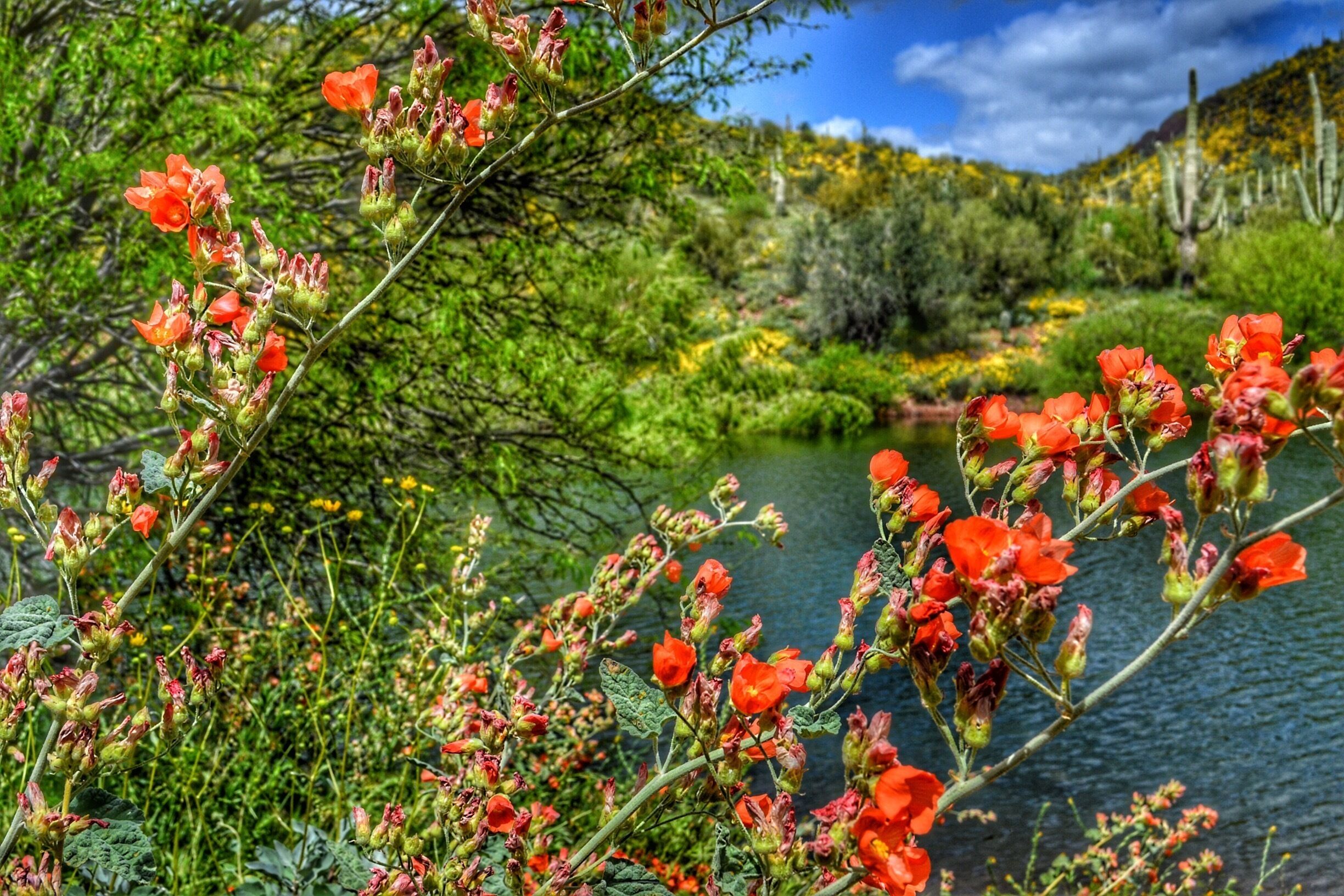 After lots of rain in the spring, the desert was beautifully green. 
