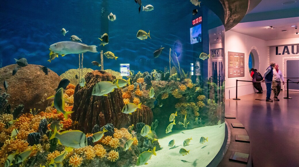 OdySea Aquarium