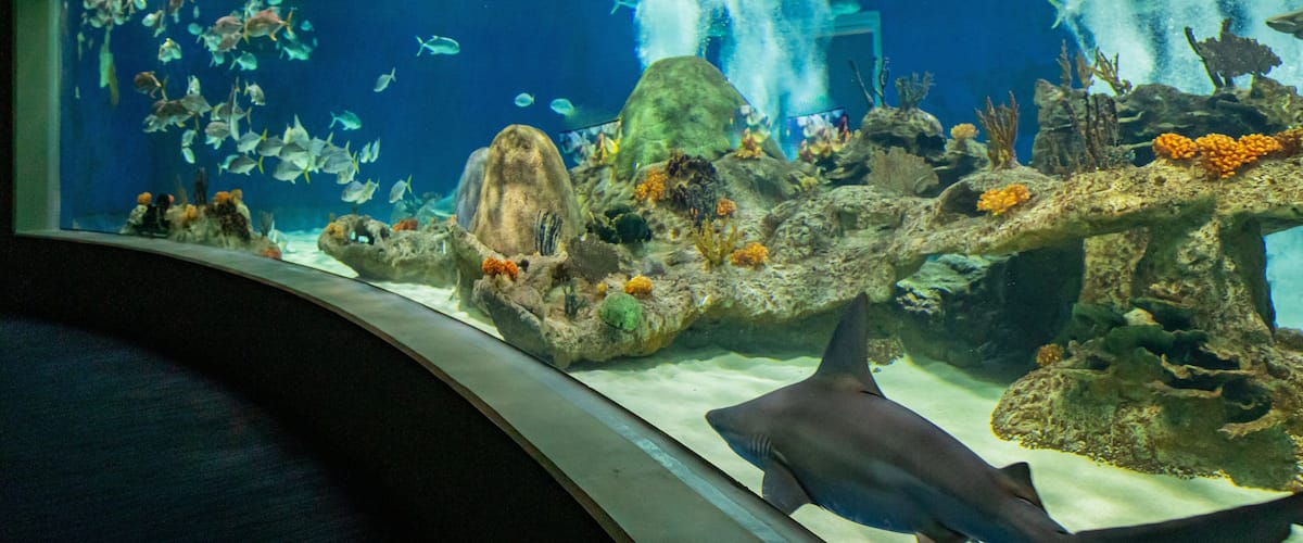 OdySea Aquarium