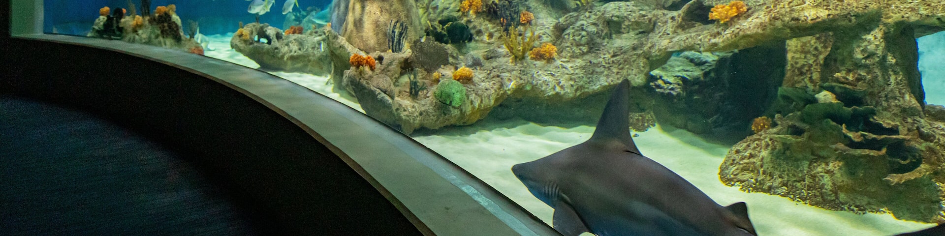 OdySea Aquarium