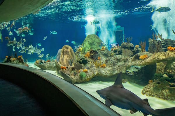 OdySea Aquarium