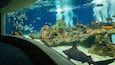 OdySea Aquarium