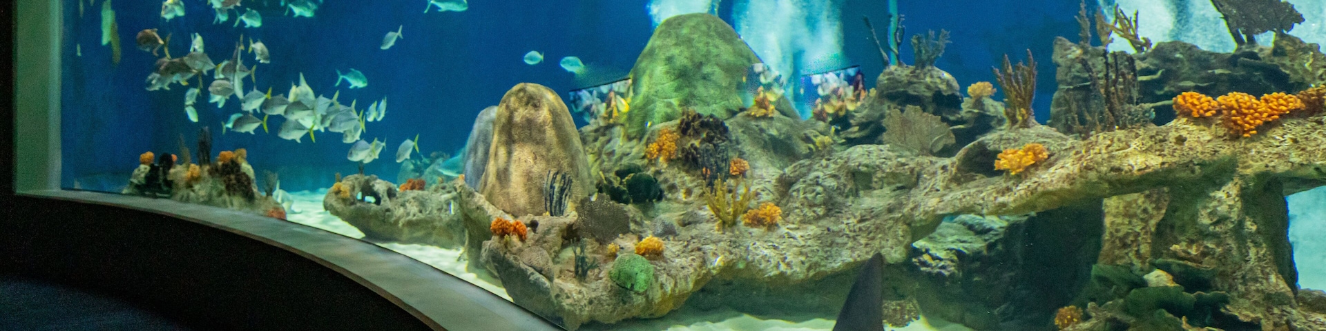 OdySea Aquarium