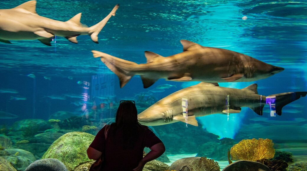 OdySea Aquarium