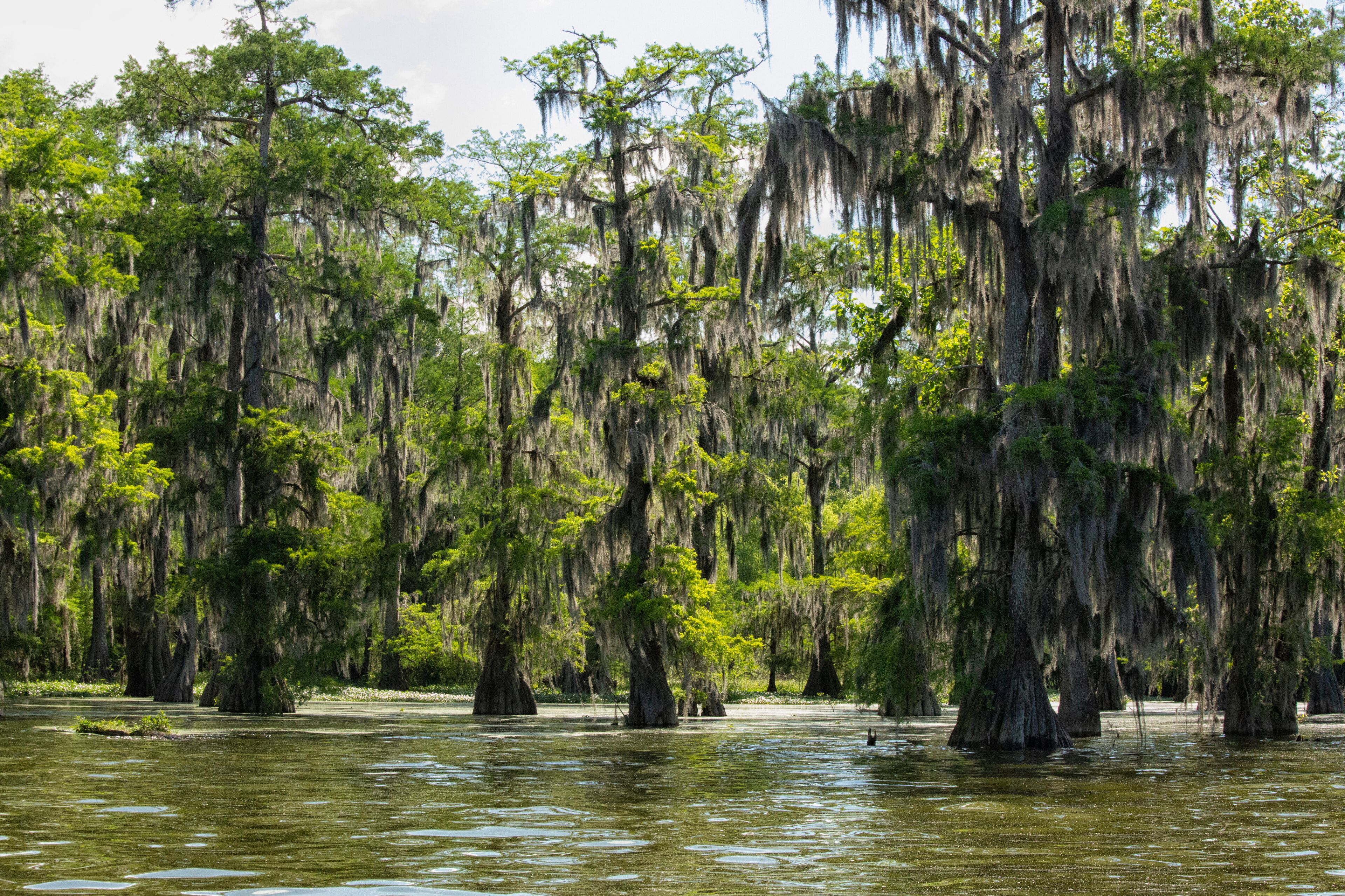 Spanish moss on cypress trees in Lake Martin