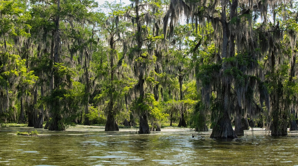 Spanish moss on cypress trees in Lake Martin
