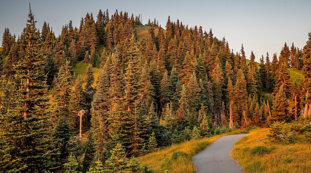 Hurricane Ridge featuring a sunset, tranquil scenes and forest scenes