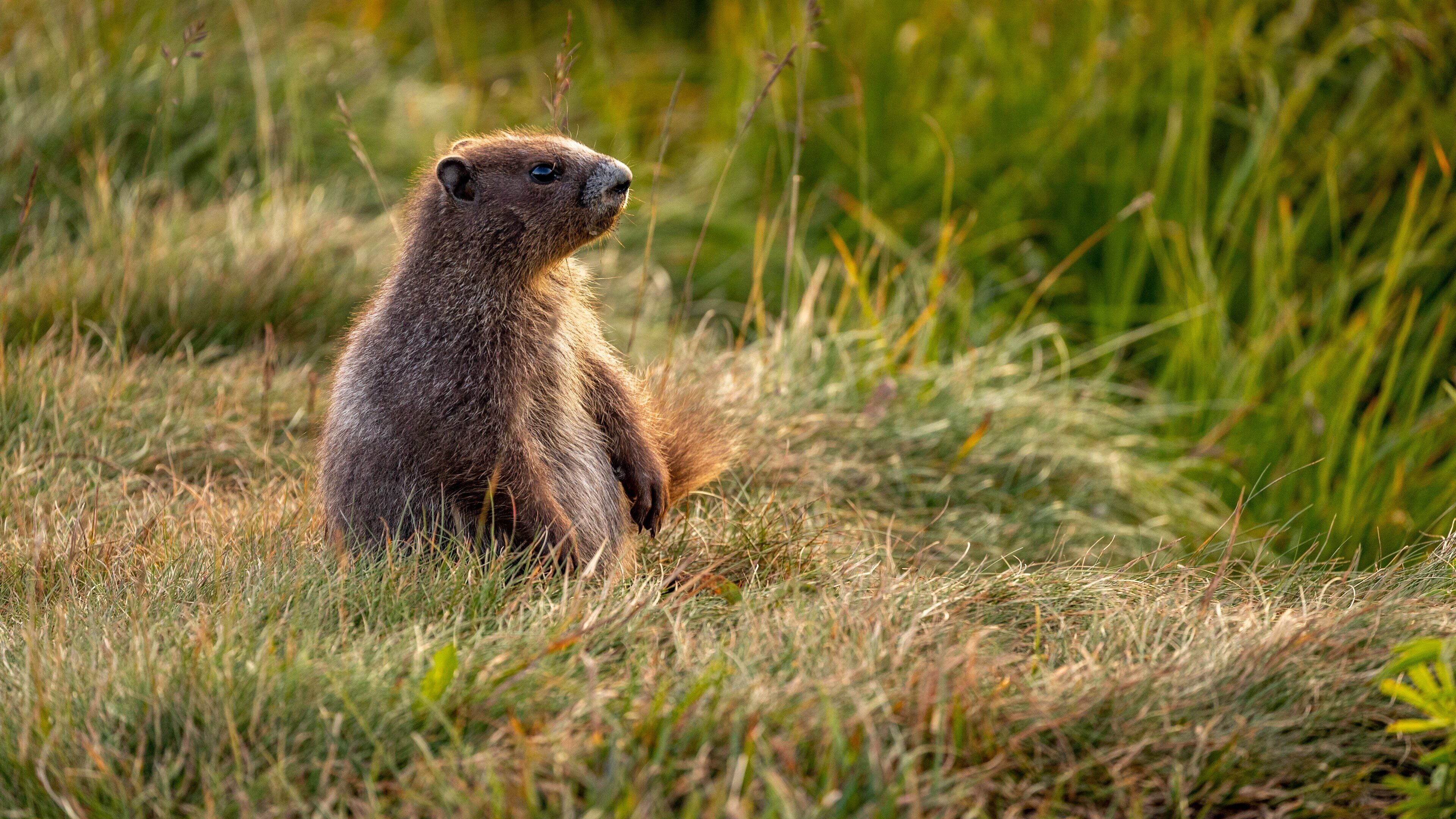 Hurricane Ridge which includes cuddly or friendly animals