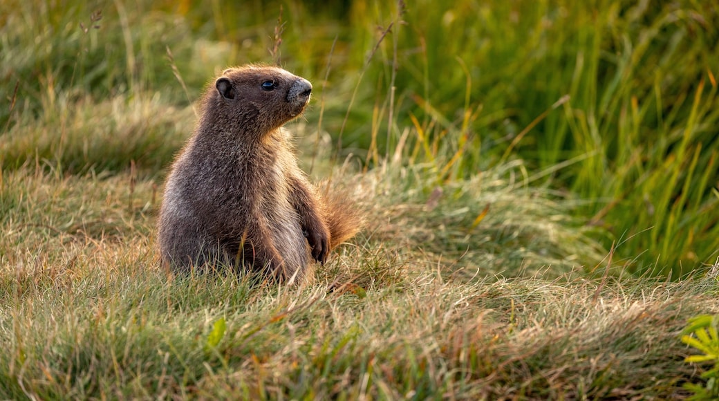 Hurricane Ridge which includes cuddly or friendly animals