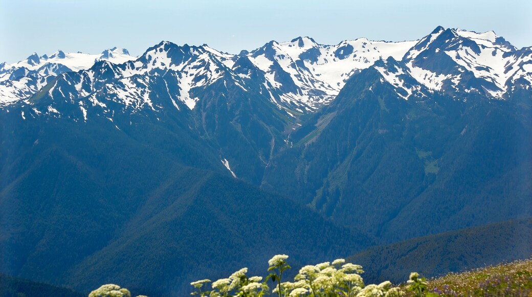 Snow Mountains Hurricane Ridge Olympic National Park Washington