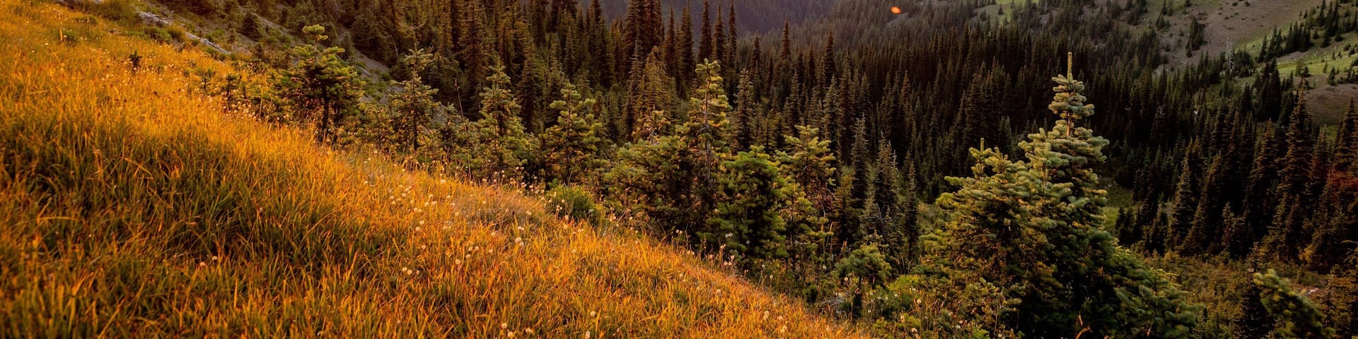 Hurricane Ridge showing landscape views, tranquil scenes and a sunset