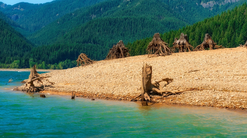 Remnants of trees along shoreline