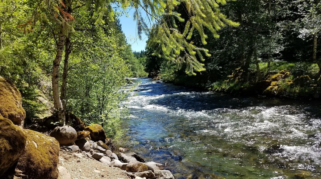 Great camping, off the grid. This is up the mountain, east of Detroit Lake.