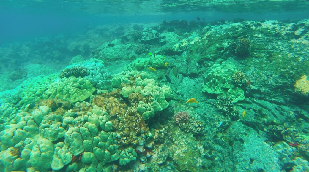 Snorkeling in the Kealakekua Bay