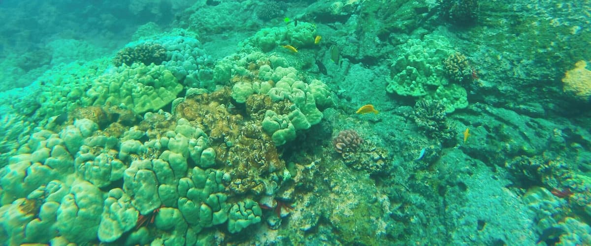 Snorkeling in the Kealakekua Bay