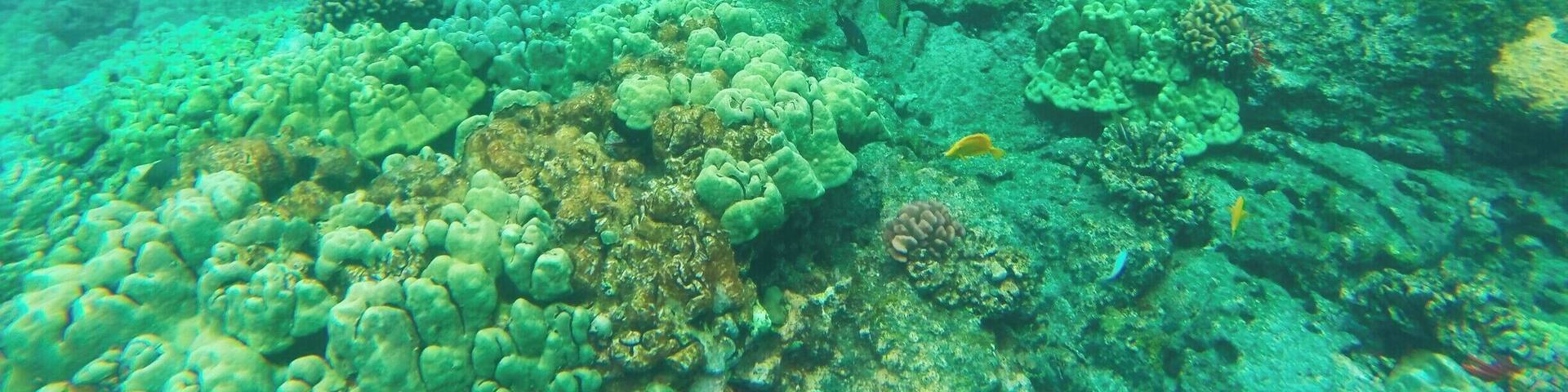 Snorkeling in the Kealakekua Bay