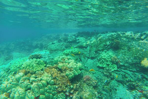 Snorkeling in the Kealakekua Bay