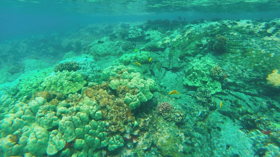 Teluk Kealakekua