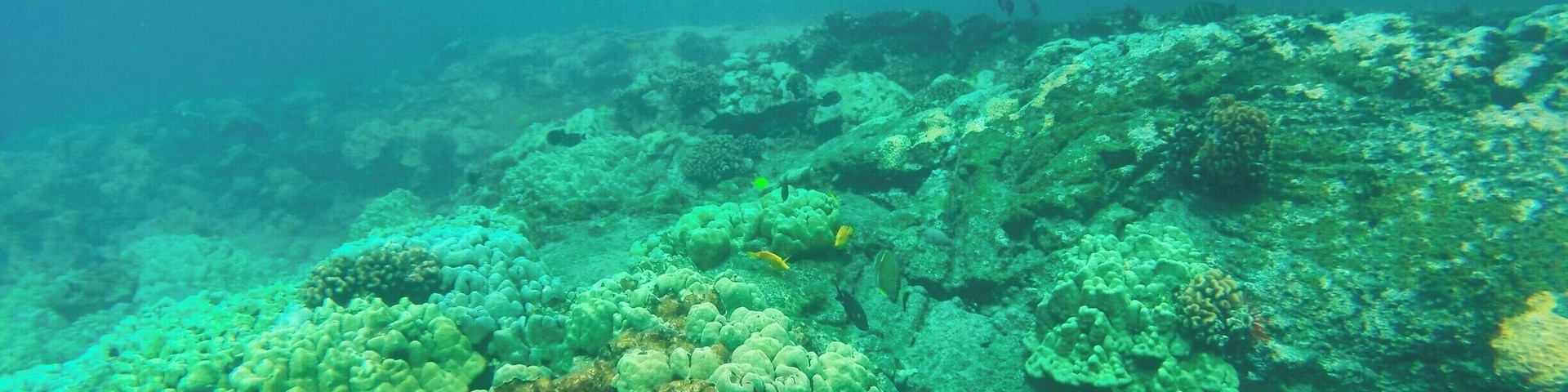 Snorkeling in the Kealakekua Bay