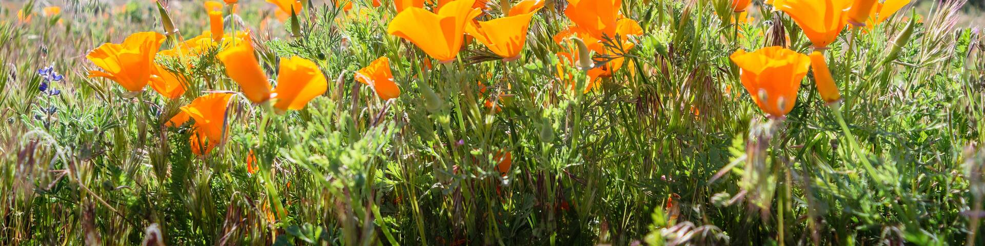 Poppies from Palmdale Ca located in the high desert of the Antelope Valley, Just west of Lancaster poppy preserve., Shutterstock ID 1369328795, Purchase Order: -