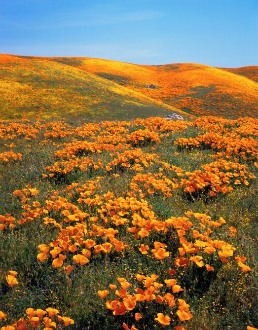 USA, California, Antelope Valley, California golden poppies on hill