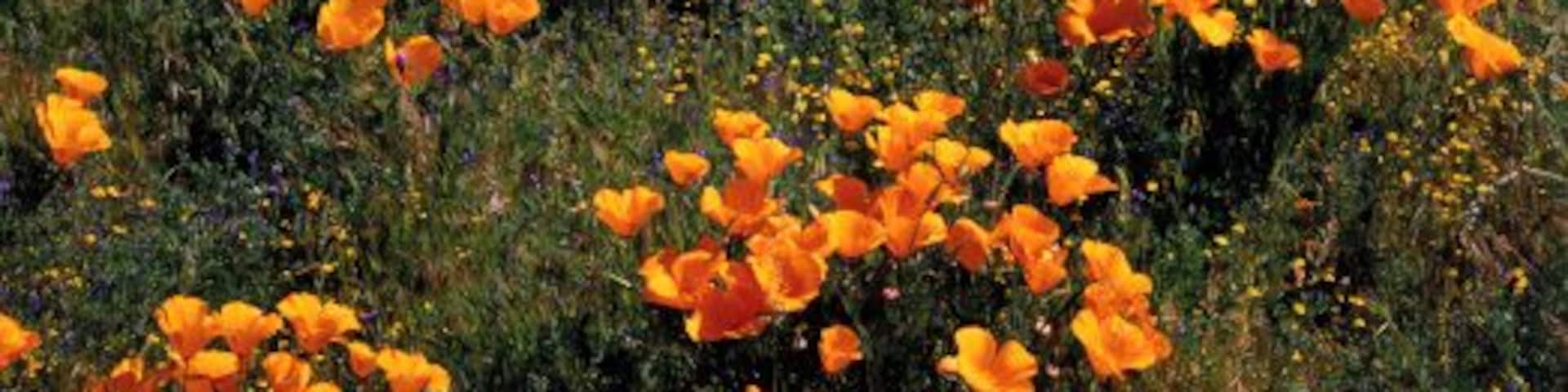 A field of orange poppies on rolling hills under a clear blue sky.