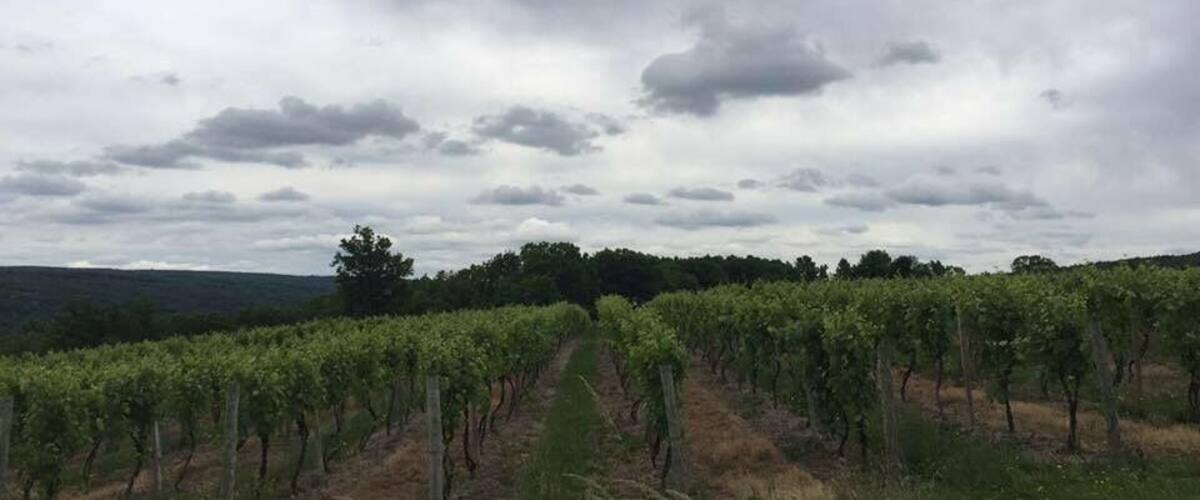 Vineyards