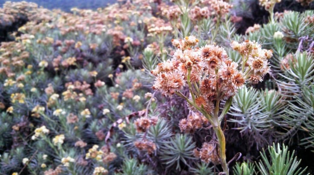 Edelweiss blooms at Pondok Saladah Edelweiss Field. August 2014.