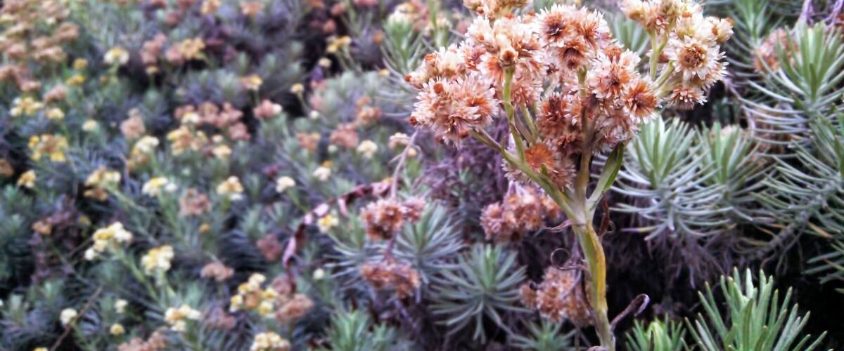 Edelweiss blooms at Pondok Saladah Edelweiss Field. August 2014.