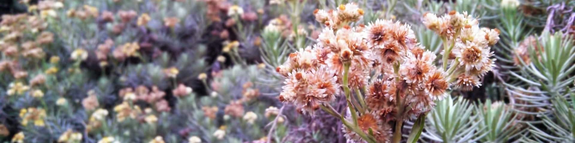 Edelweiss blooms at Pondok Saladah Edelweiss Field. August 2014.