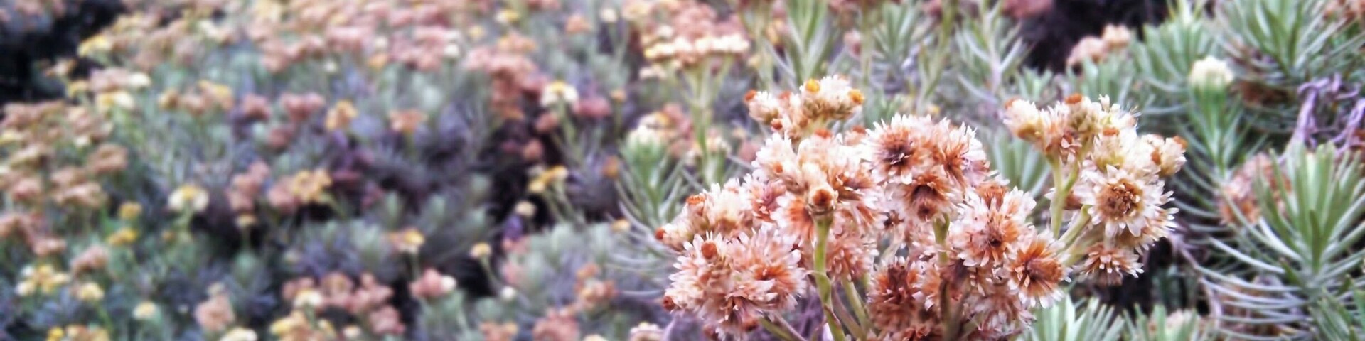Edelweiss blooms at Pondok Saladah Edelweiss Field. August 2014.