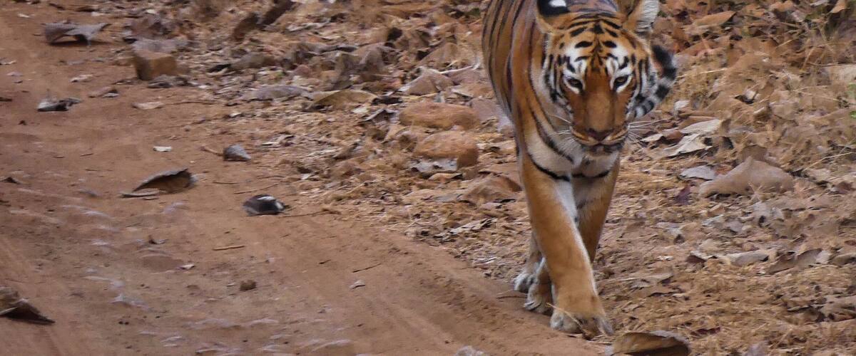 #tadoba #nationalpark