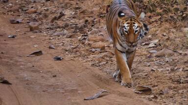 Un tigre caminando sobre un sendero de tierra rodeado de hojas secas y vegetación escasa.